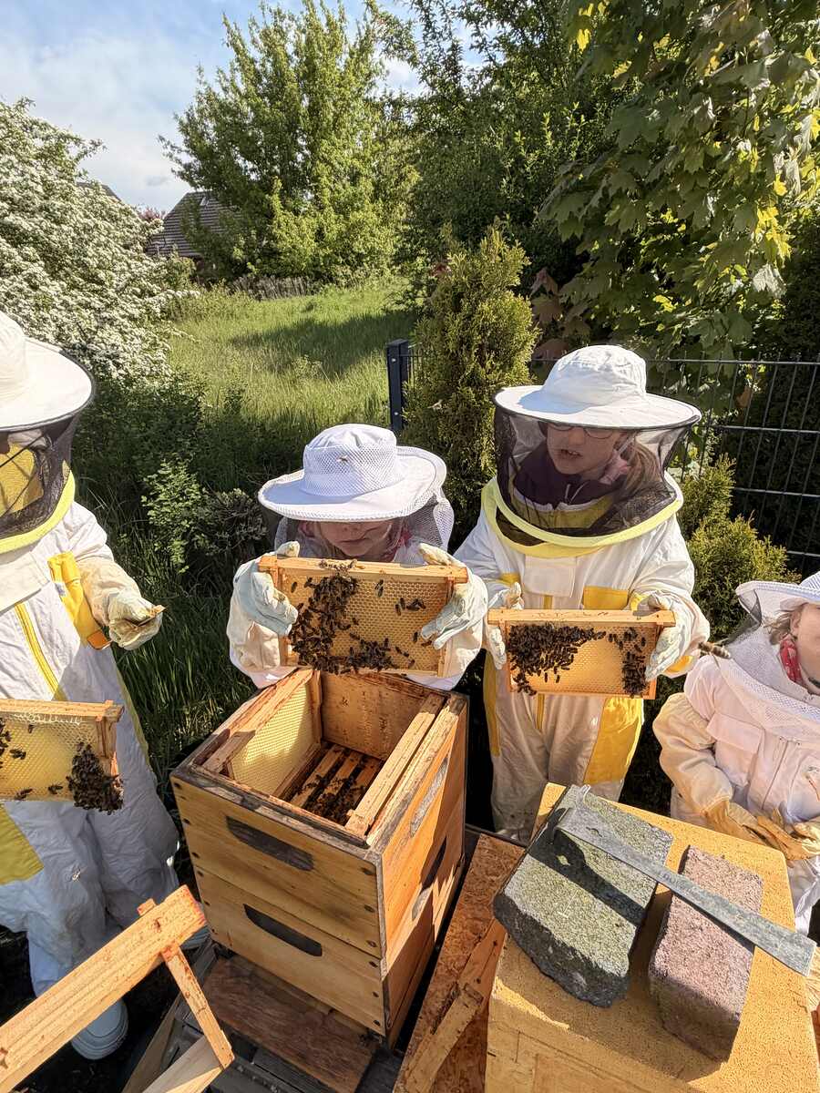 Imker und Imkerinnen von STIRK Manufaktur bei der Arbeit am offenen Bienenvolk