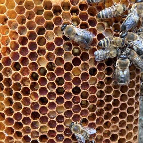 Nahaufnahme von Bienen auf der Brutwabe